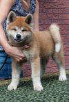 Taro Of Kusnezov
