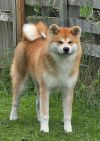 Ginga Densetsu Mira Go Kitanoarashi