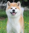 Hachiko Samurai Masami Kaori