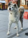 Naike