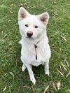 Primalspirit Go Shiloh Yuki