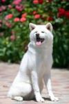 Koufukuna Inu Atari