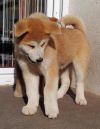 Katsu