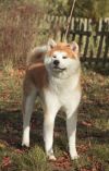 Akiharu Go Kiku Kensha