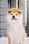 Shtolliwood Smile Akegata