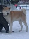 Ayko