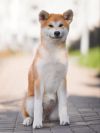 Akiko