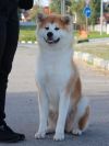 Kimi