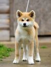 Yoko Yasashi Ookami