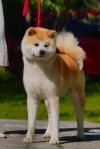 Akemi Shinju Missona