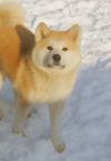 Kichi