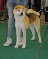 Aiko