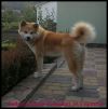 Ballu Go From Tomodati