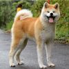 A'Sakura Yuudai Kensha