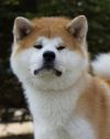 Ryuutensou Shinzo