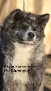 Eiyuukuromare Go Zipangu