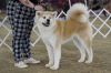 Masashi Go Yujo Akita