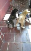 Simba Maru Leonor Akita Pr