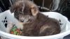 Scotch Maru Leonor Akita Pr