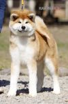 Aono Go Kasumisou