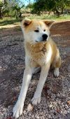 Baloo Hachiko Ebre