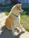 Coco Hachiko Ebre