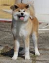 Etsuko Go Jasu Shin