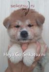 Heya Go Seikatsuni