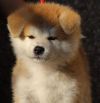 F'Naoki Go Jasu Shin