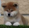 Misaki No Shishi Go Shun'You Kensha