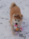 Voxi Keiko