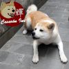 Hikari Inazuma Go Casaron Inu