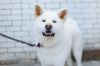Serito Setsugen Akita