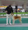 Sayuri Go Hi To Densetsu