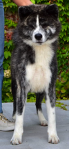 Dayna Akita Reikan