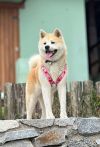 Amora Go Kuma Monogatari