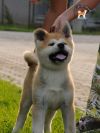 Y'Kitsune Go Saisho No Hoshi
