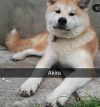 Oshiri Go De Shukaku