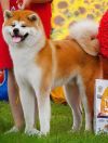 Kirey Kazoru Bayrey