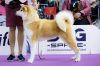 Hanataba Gou Kennel Bianka
