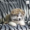 Choumaru Go Taisetsu Adachisou