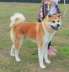 Ichigo Go Jasu Shin