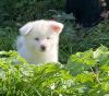 Gami Shirokuma