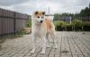 Cayume Harumi Go Iklokin Dog