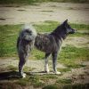 Salento Akita Kensha Gintsuki Go