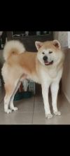 Watashi Go Fighting Dog