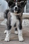Yumi Brindle Inu Kensha
