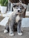 Satoshi Brindle Inu Kensha