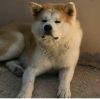 Hachiko Go Hashimitsu