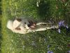 Aiko Hoshi Airon Hund